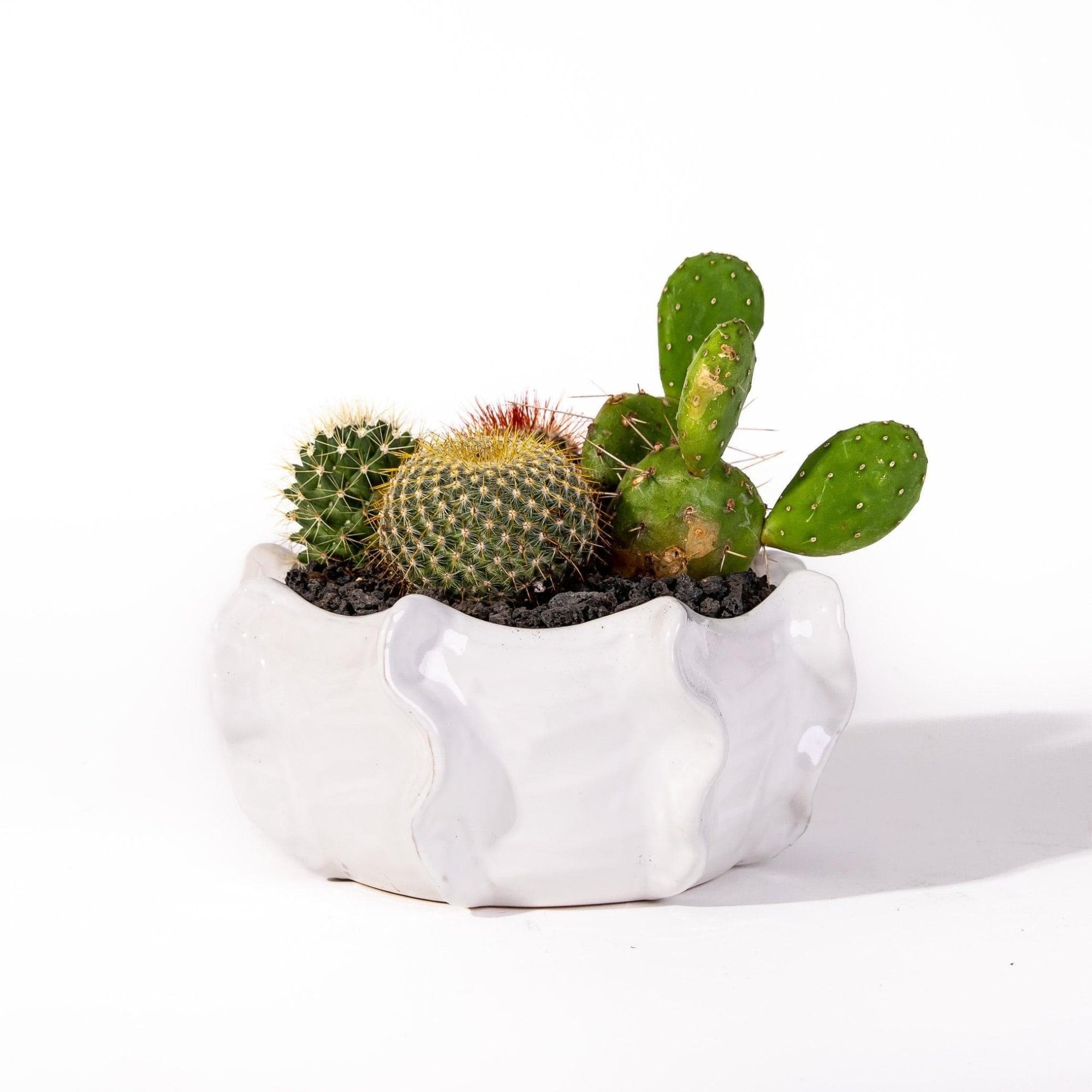 Cache Bowl Cactus Garden - Green Fresh Florals + Plants