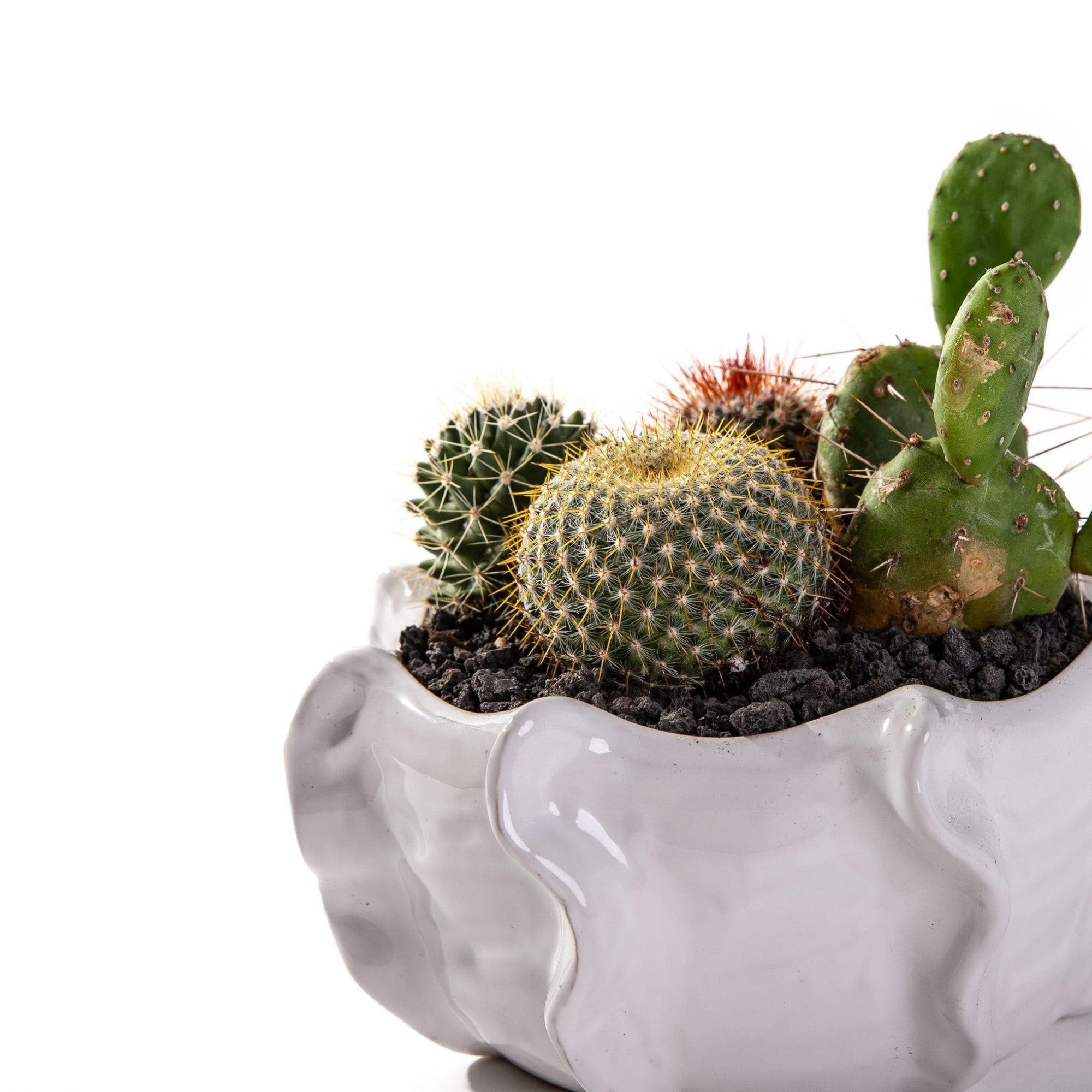 Cache Bowl Cactus Garden - Green Fresh Florals + Plants