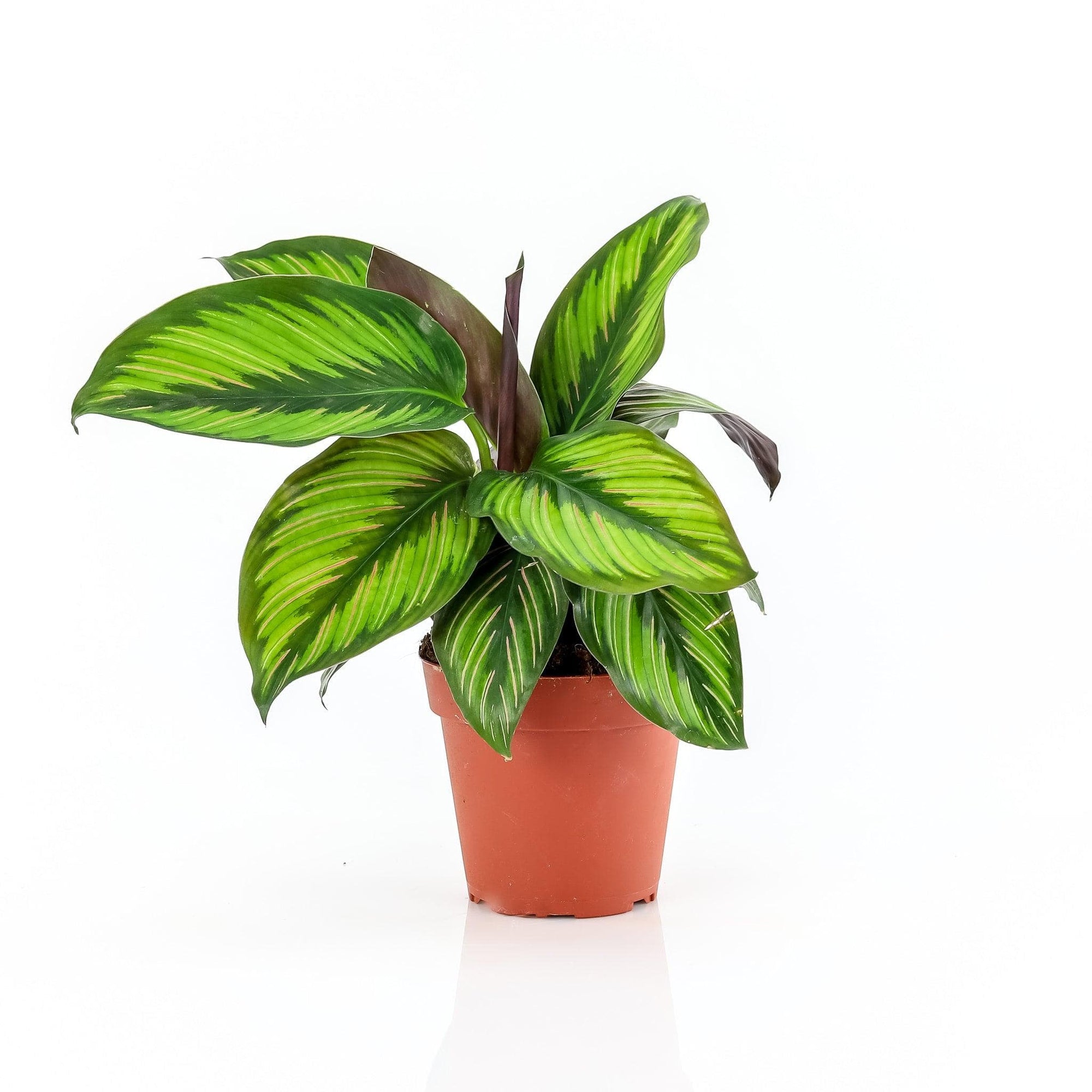 Calathea Beauty Star - Green Fresh Florals + Plants