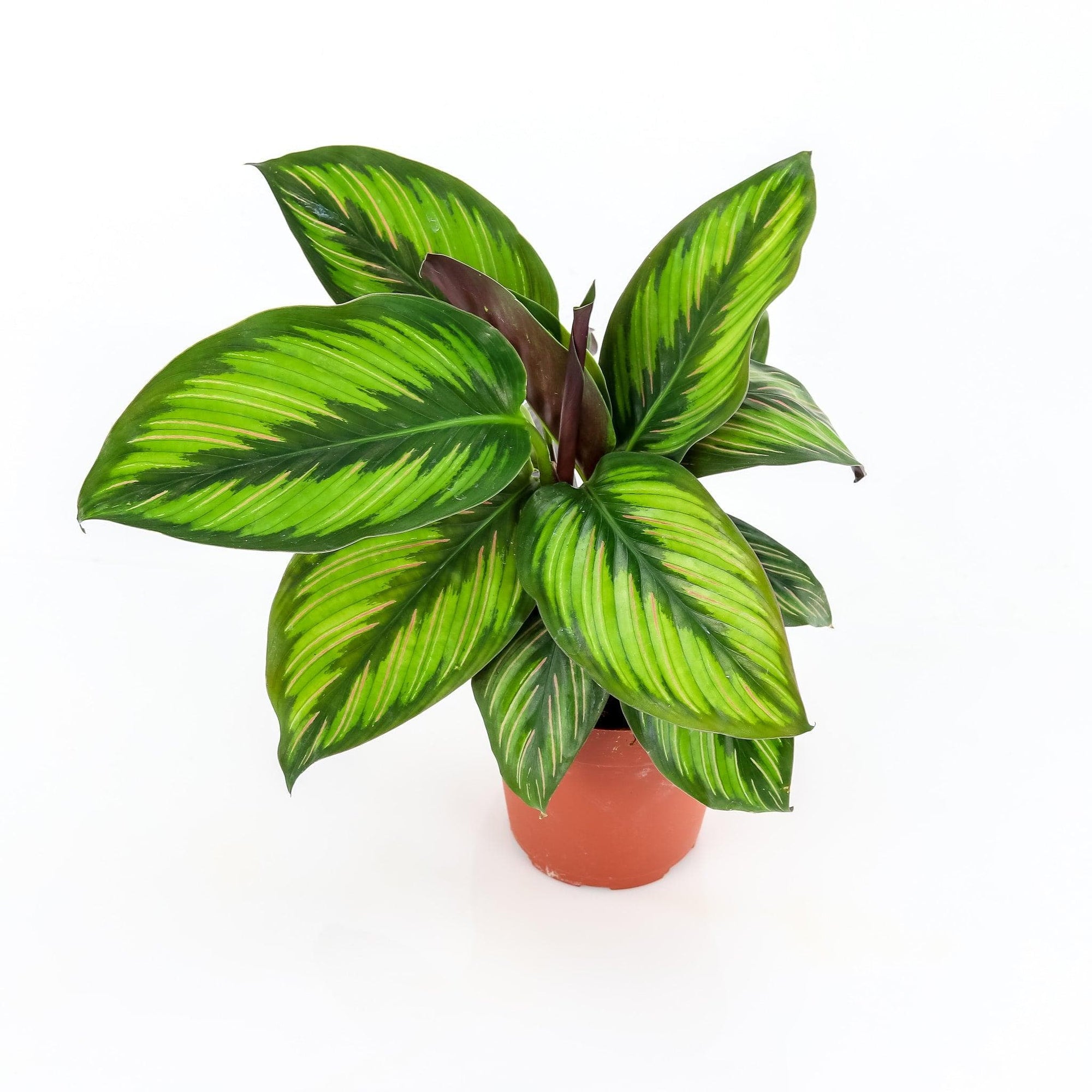 Calathea Beauty Star - Green Fresh Florals + Plants