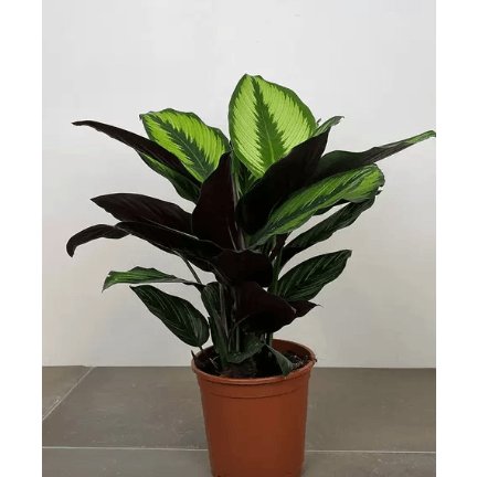 Calathea Beauty Star - Green Fresh Florals + Plants