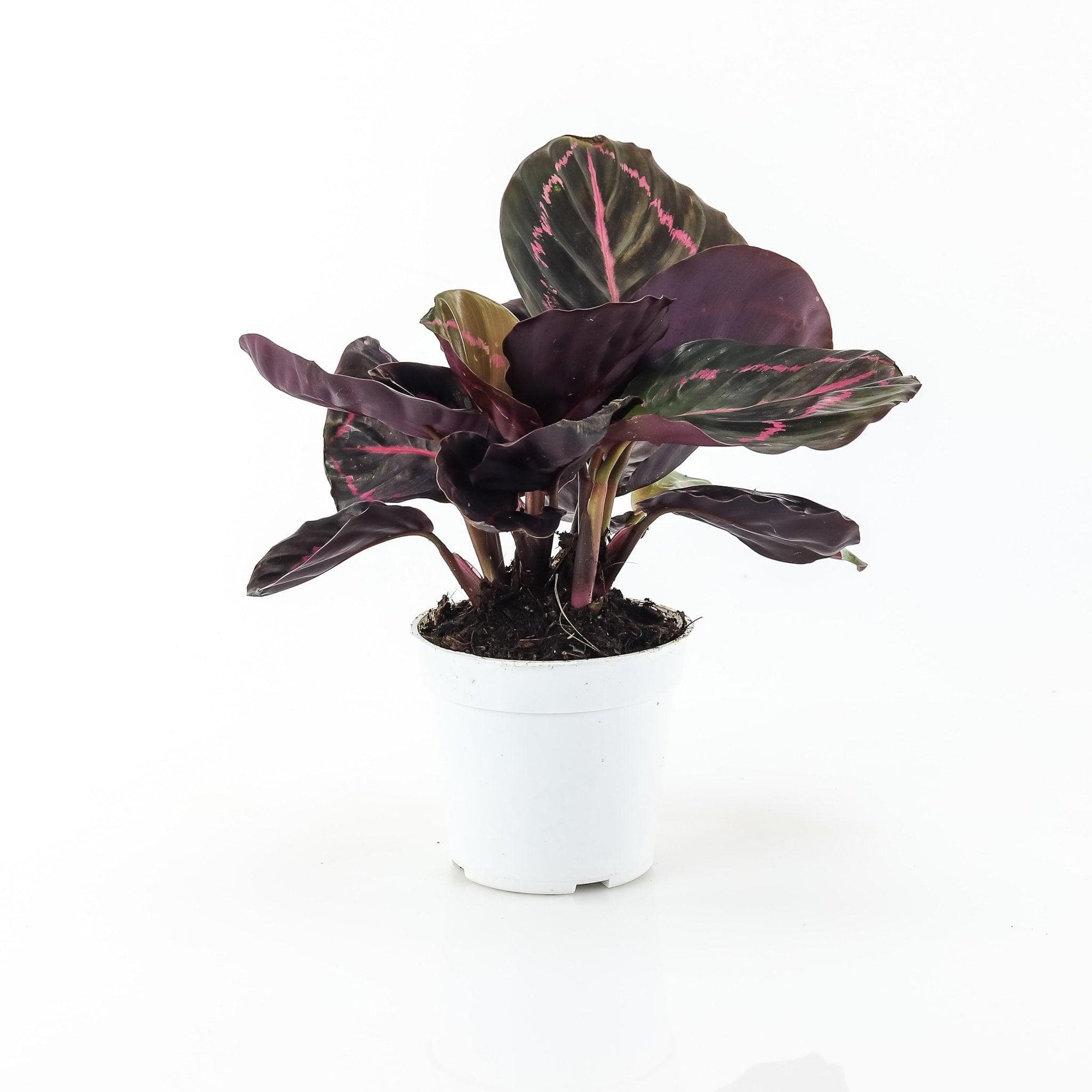 Calathea Dottie - Green Fresh Florals + Plants