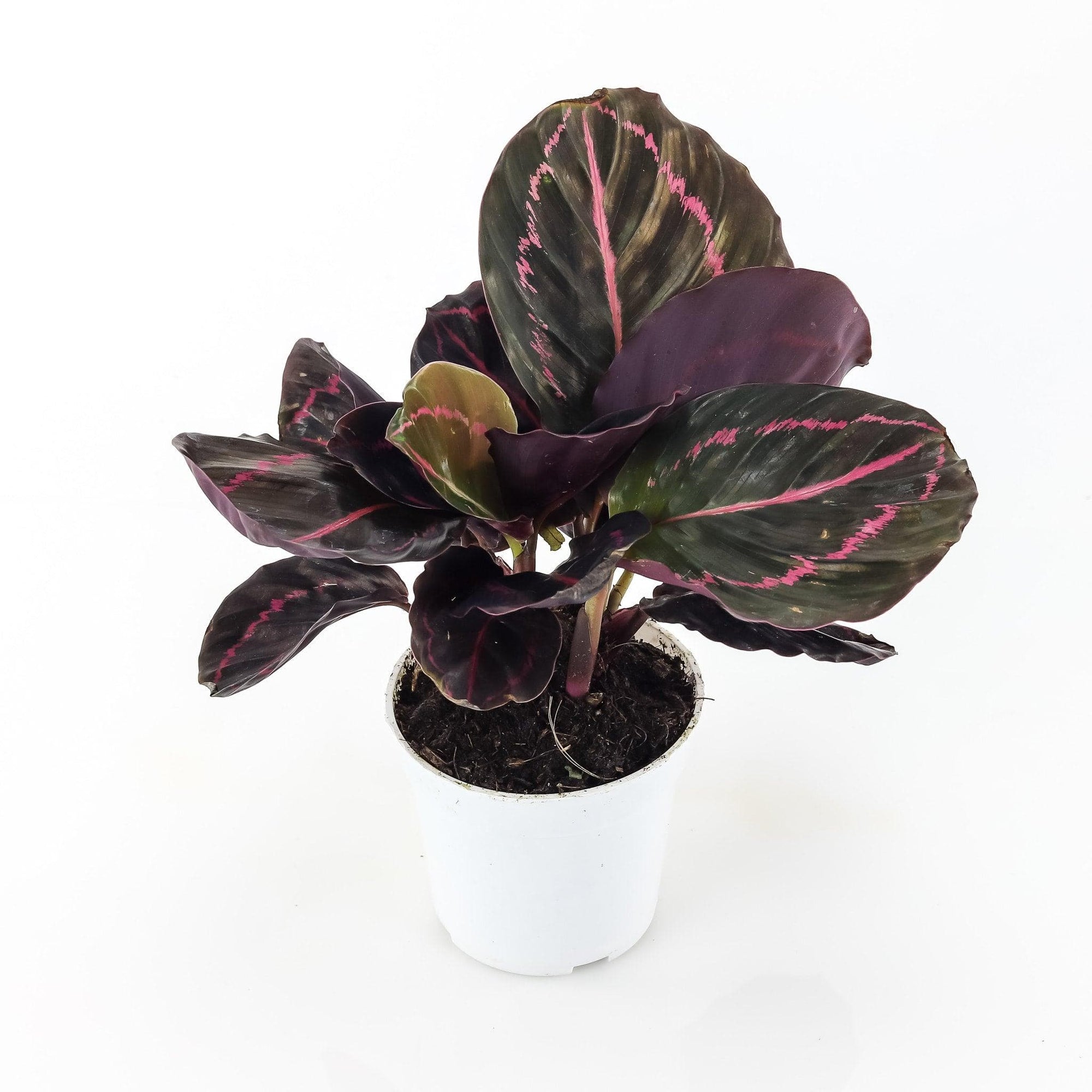 Calathea Dottie - Green Fresh Florals + Plants