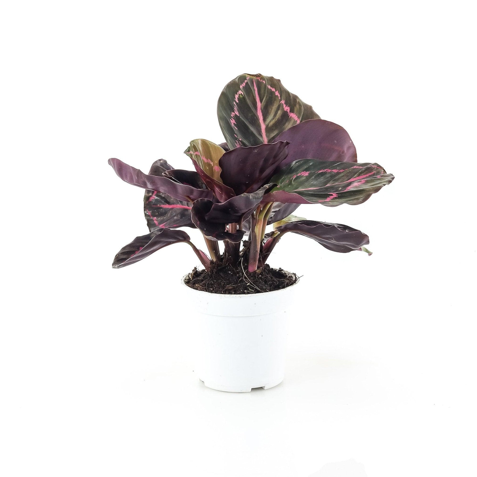 Calathea Dottie - Green Fresh Florals + Plants