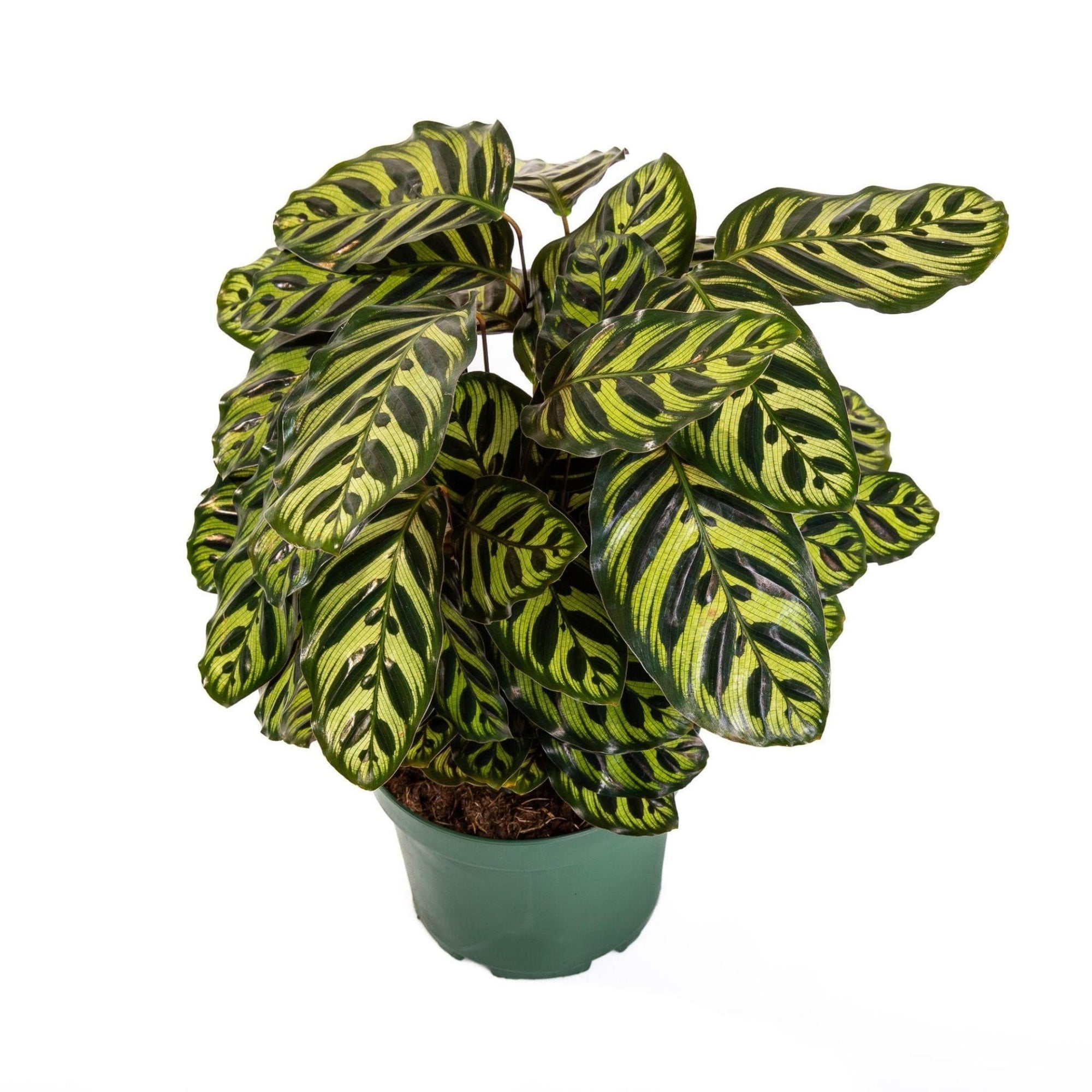 Calathea Makoyana - Green Fresh Florals + Plants