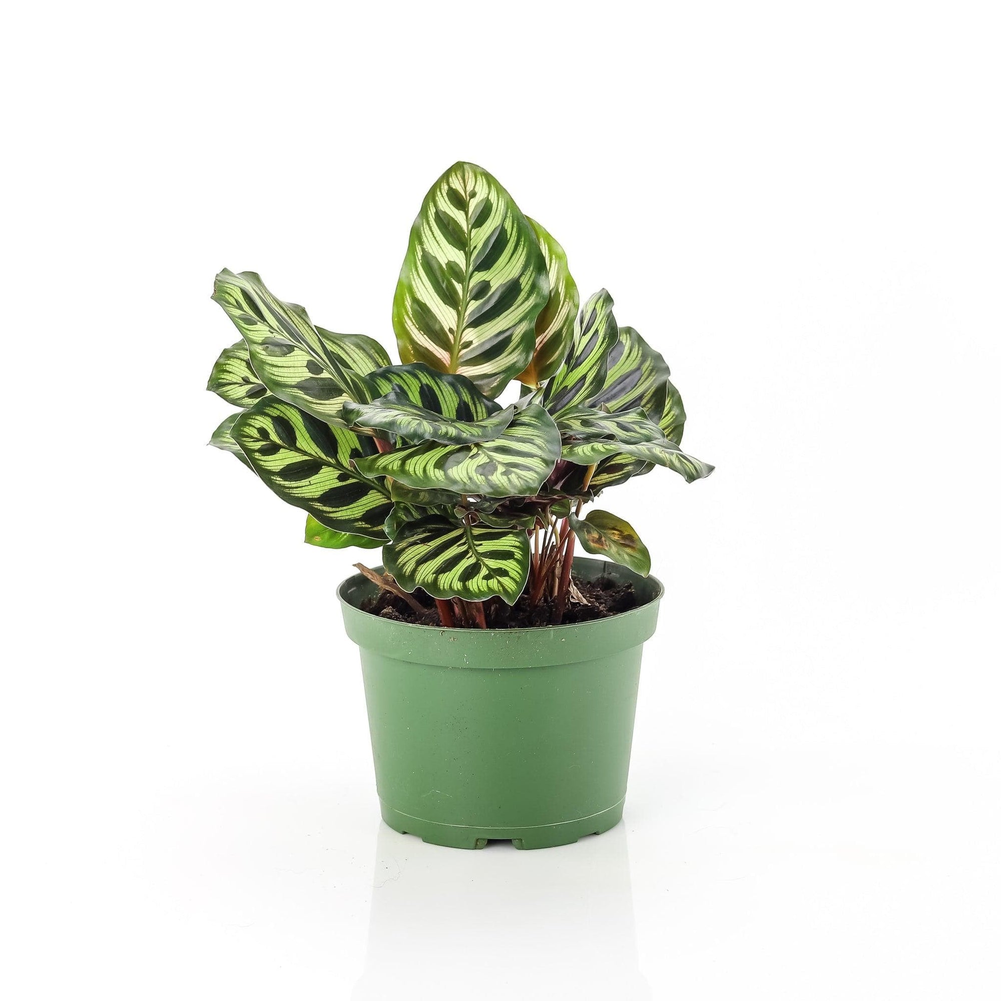 Calathea Makoyana - Green Fresh Florals + Plants