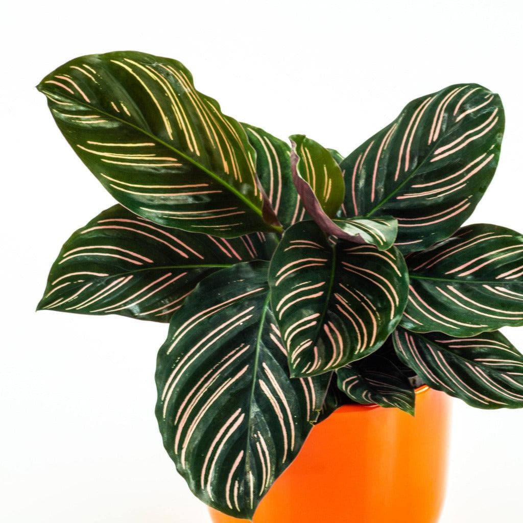 Calathea Pinstripe - Green Fresh Florals + Plants