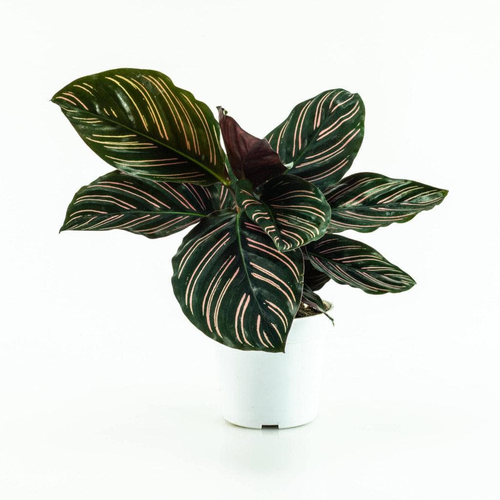 Calathea Pinstripe - Green Fresh Florals + Plants