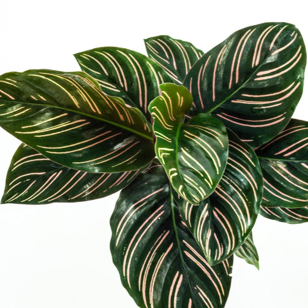 Calathea Pinstripe - Green Fresh Florals + Plants