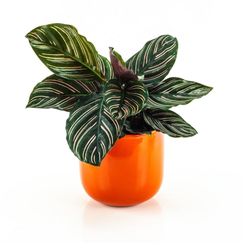 Calathea Pinstripe - Green Fresh Florals + Plants