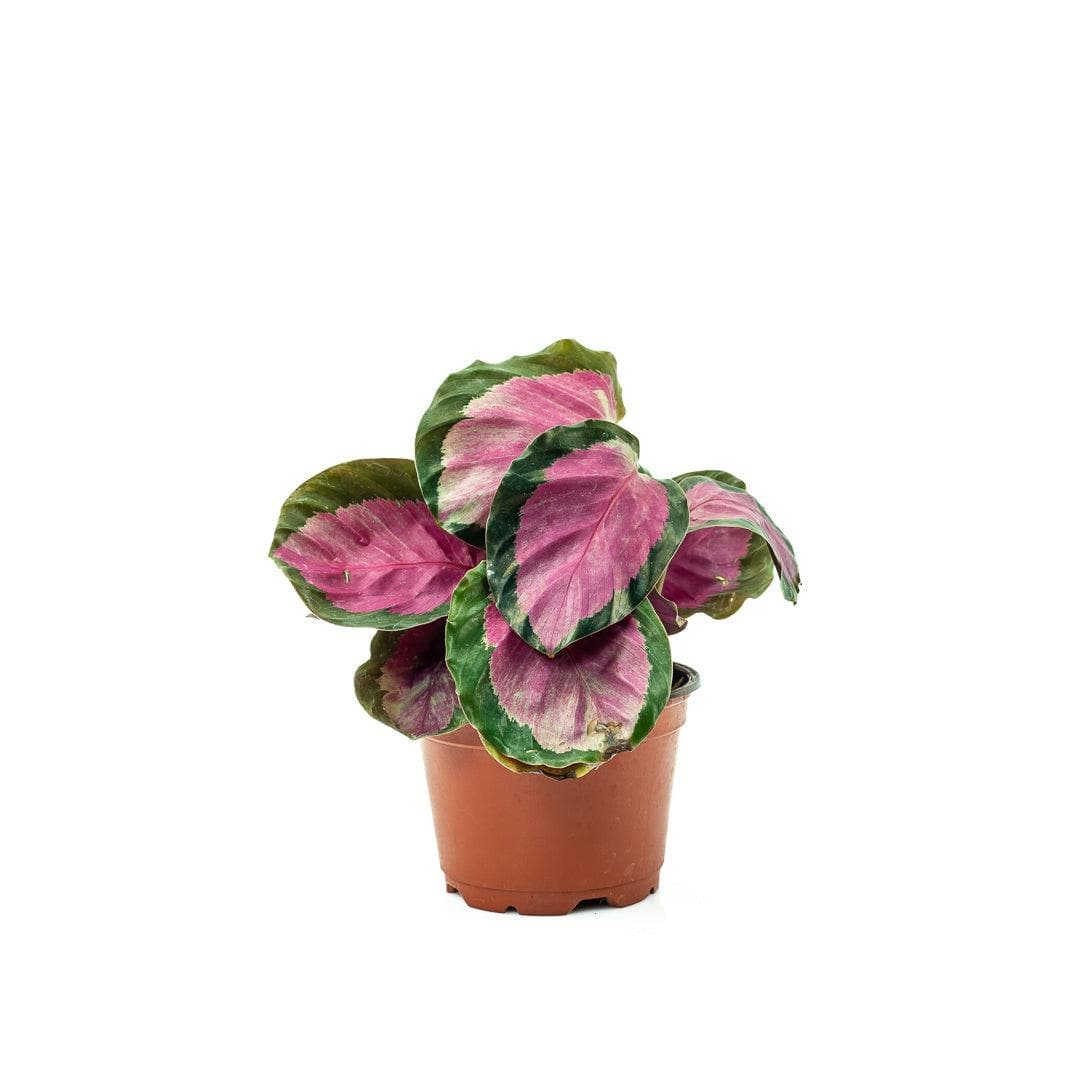 Calathea Rosy - Green Fresh Florals + Plants