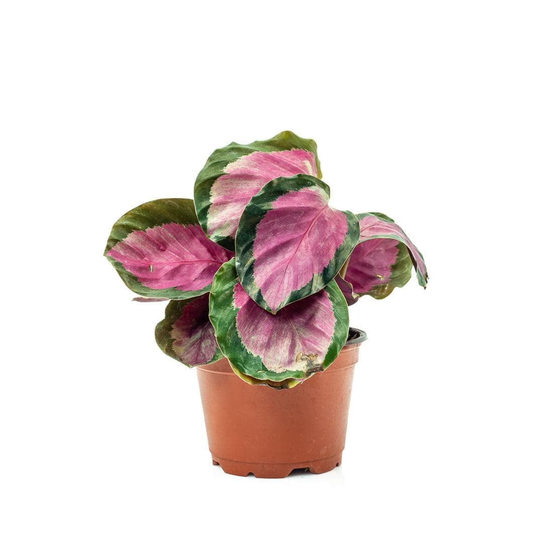 Calathea Rosy - Green Fresh Florals + Plants