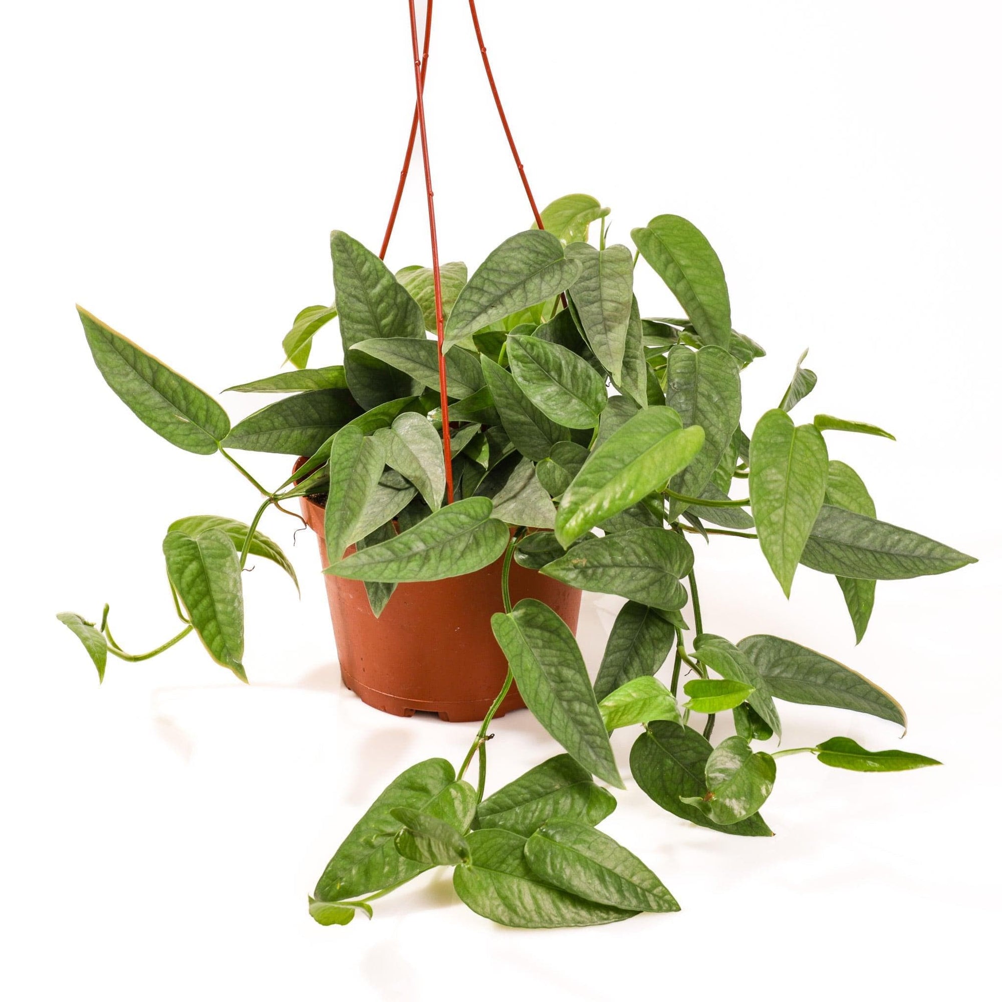 Cebu Blue Pothos - Green Fresh Florals + Plants