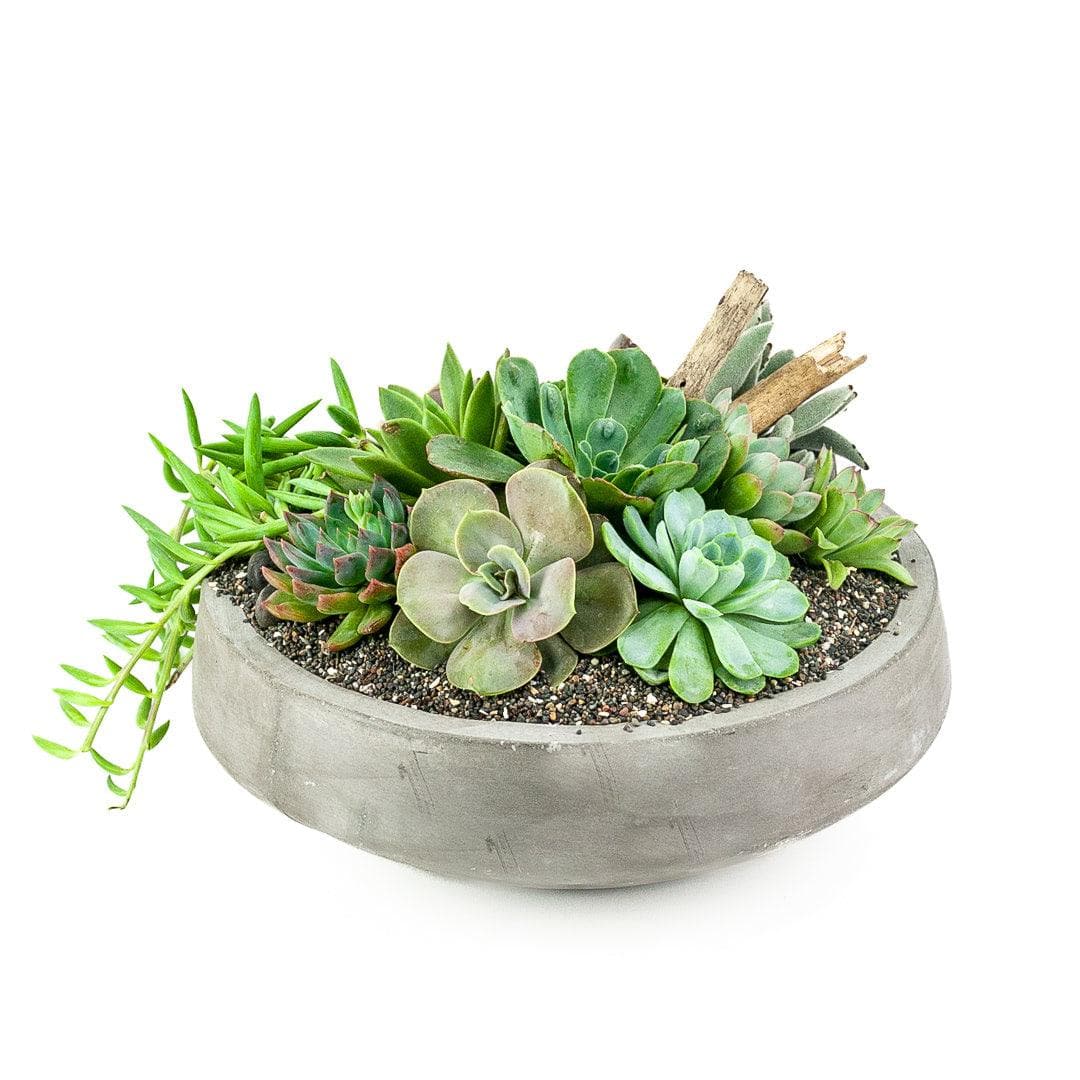 Concrete Succulent Planting - Green Fresh Florals + Plants