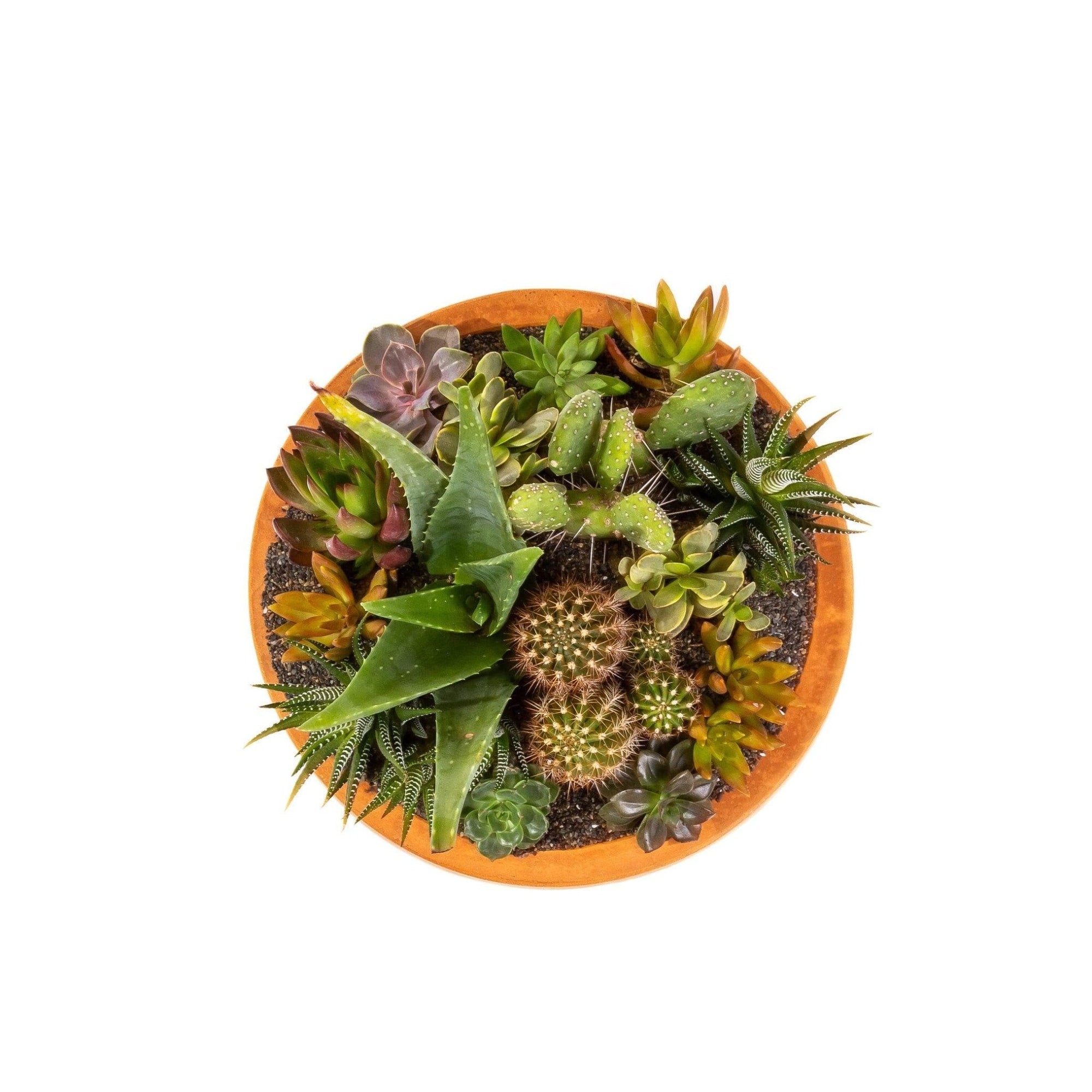 Concrete Succulent Planting - Green Fresh Florals + Plants