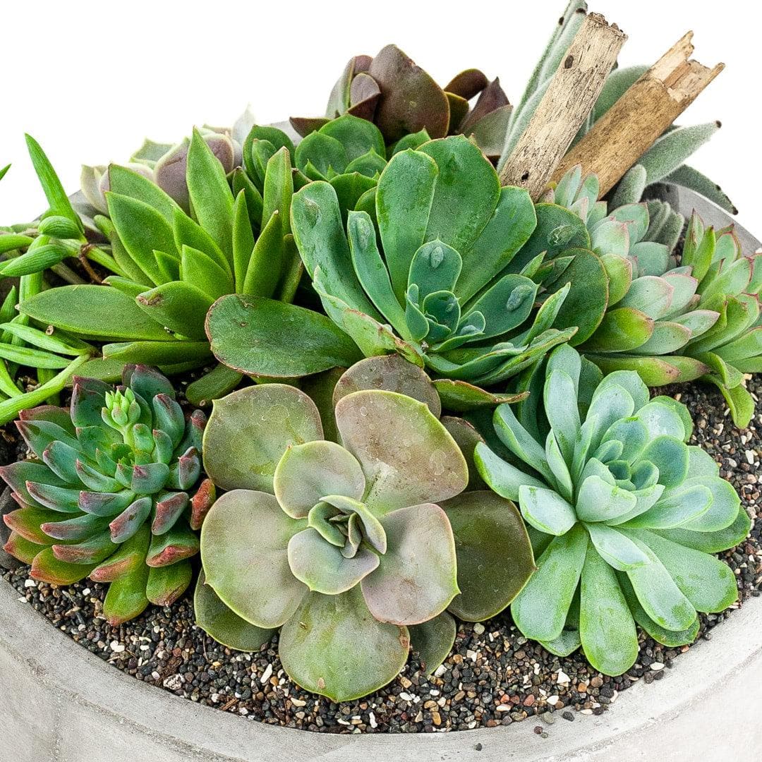 Concrete Succulent Planting - Green Fresh Florals + Plants