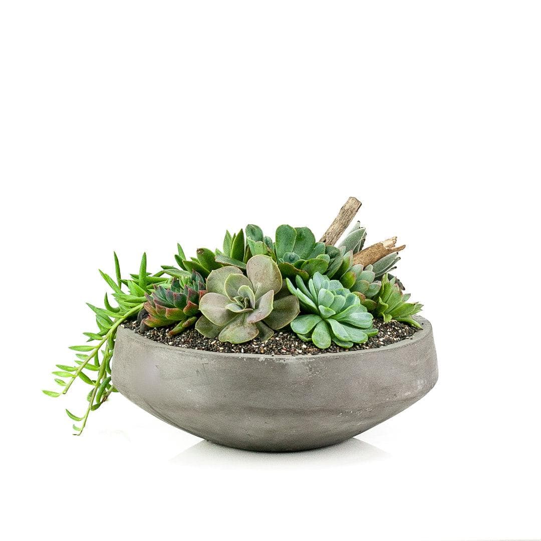 Concrete Succulent Planting - Green Fresh Florals + Plants