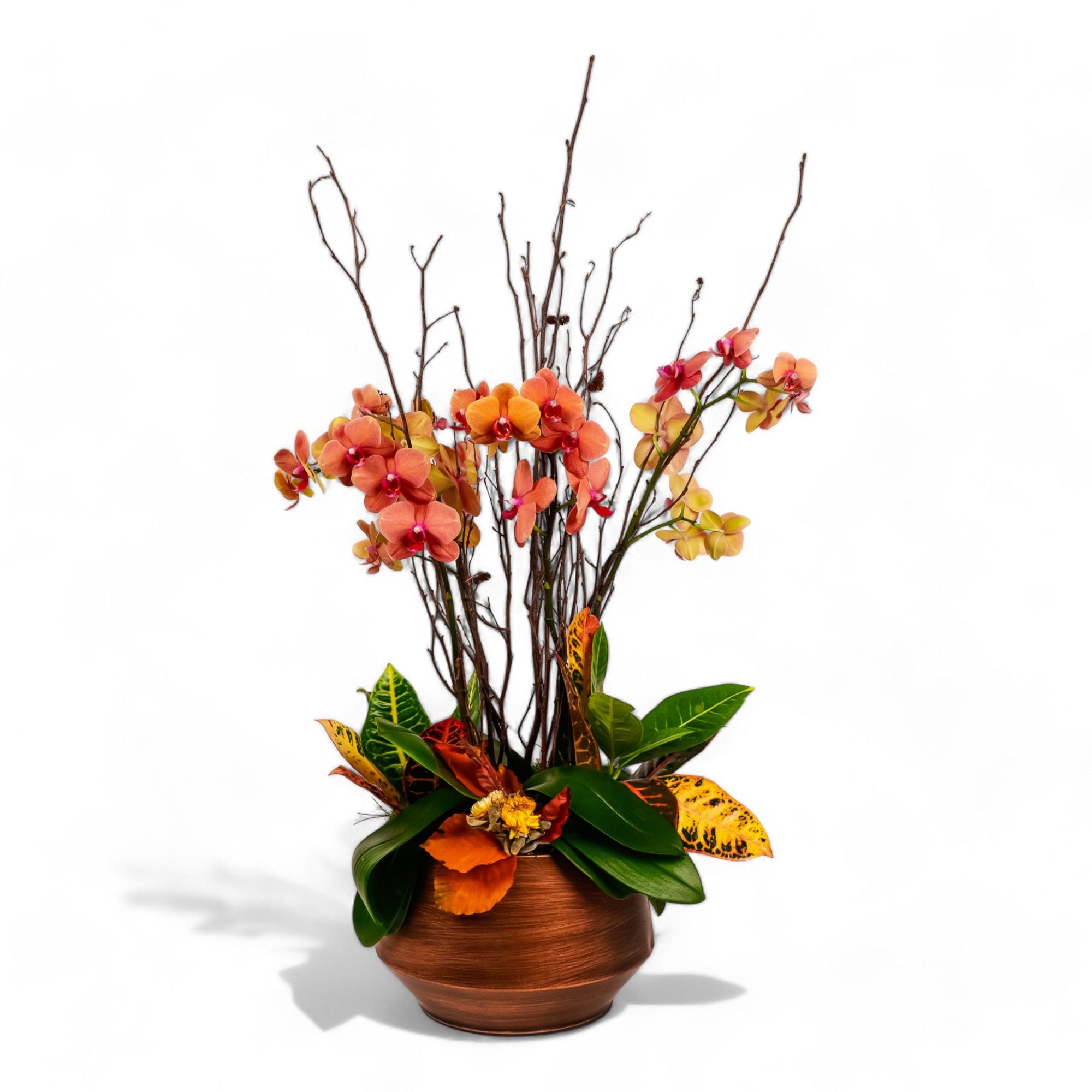 Deluxe Autumn Orchid Planting - Green Fresh Florals + Plants