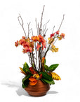 Deluxe Autumn Orchid Planting - Green Fresh Florals + Plants