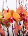 Deluxe Autumn Orchid Planting - Green Fresh Florals + Plants