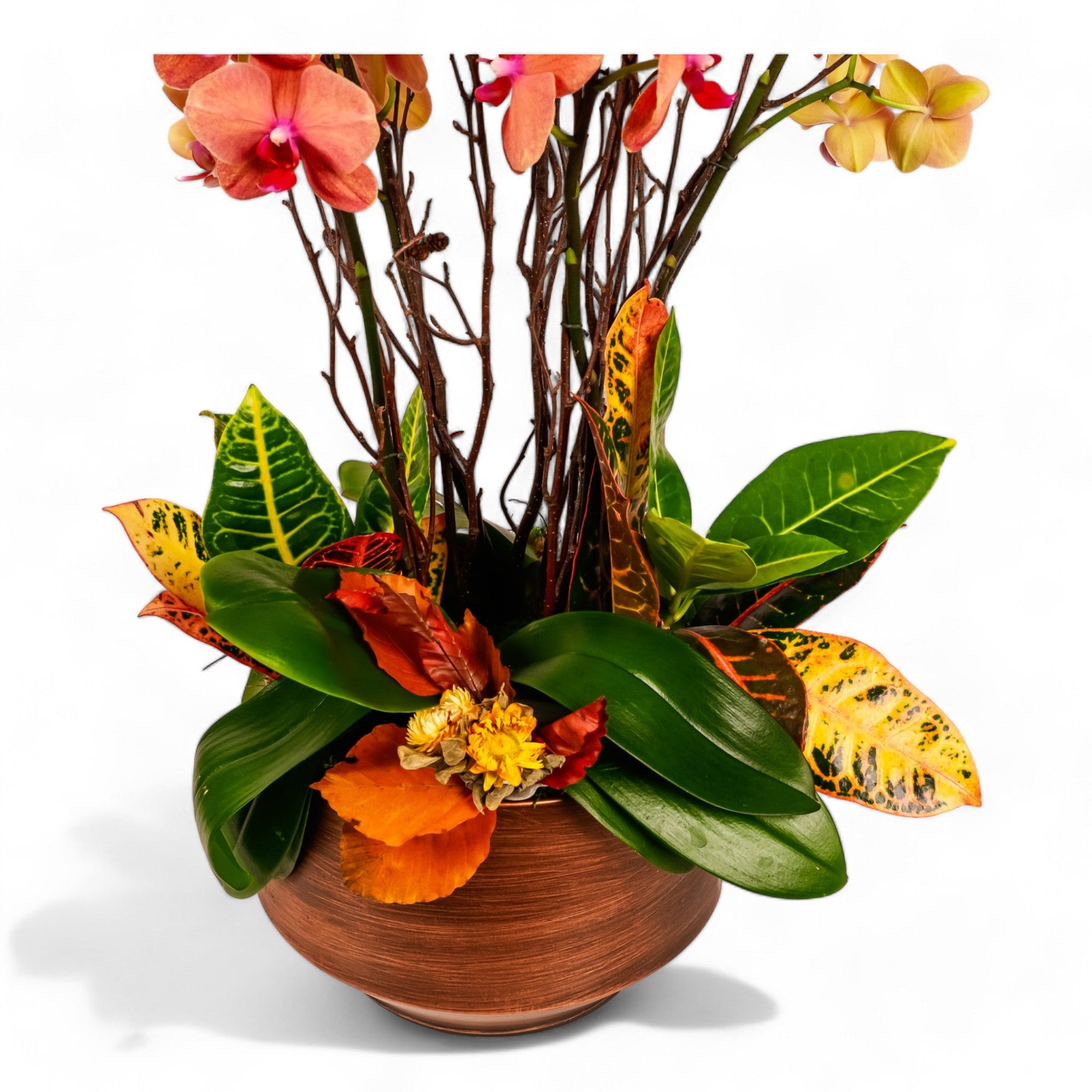 Deluxe Autumn Orchid Planting - Green Fresh Florals + Plants