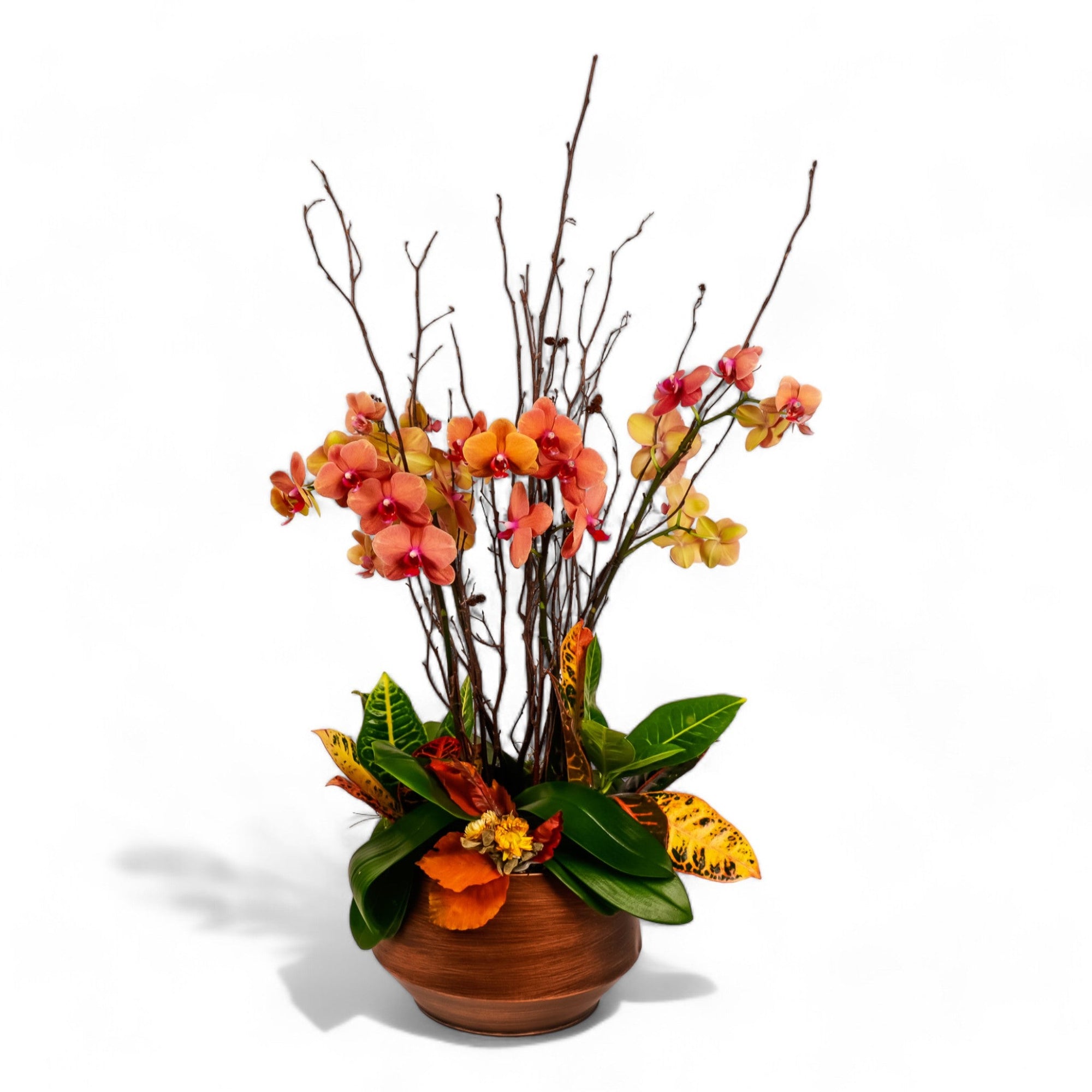 Deluxe Autumn Orchid Planting - Green Fresh Florals + Plants