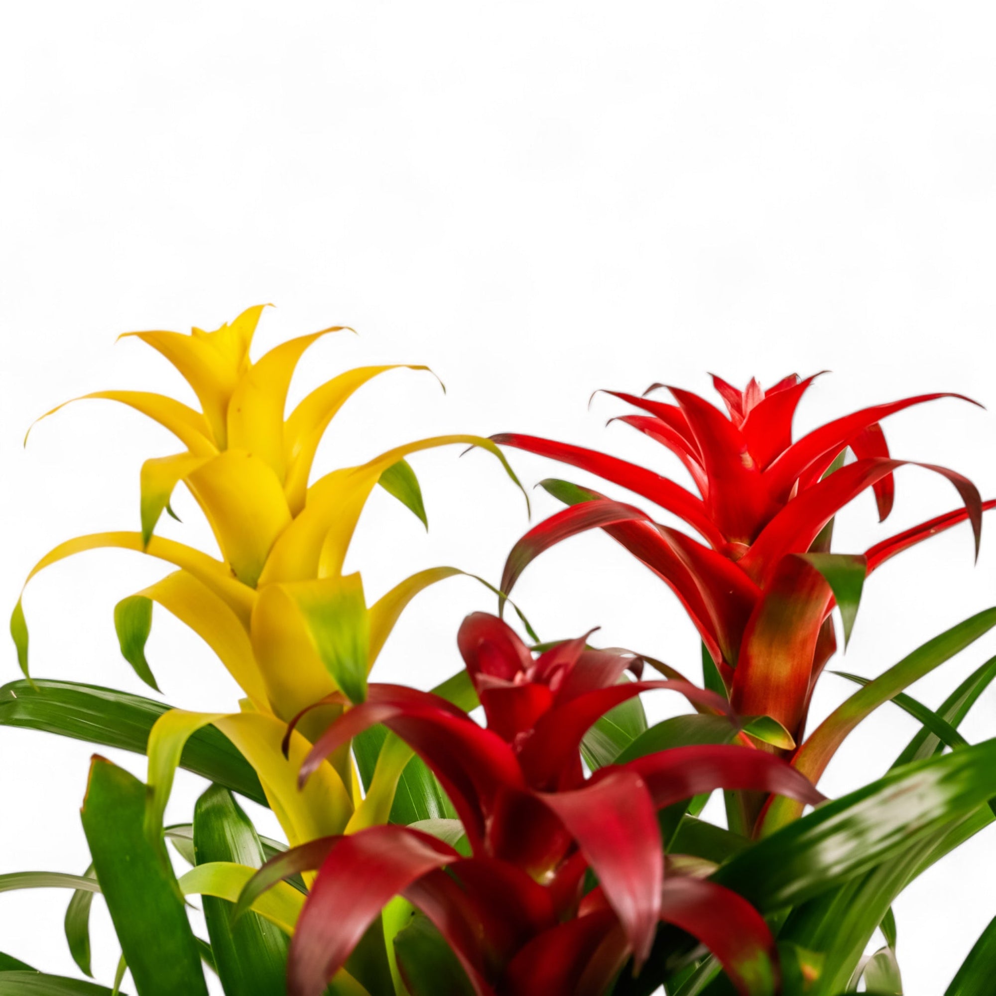 Deluxe Bromeliad Planting - Green Fresh Florals + Plants