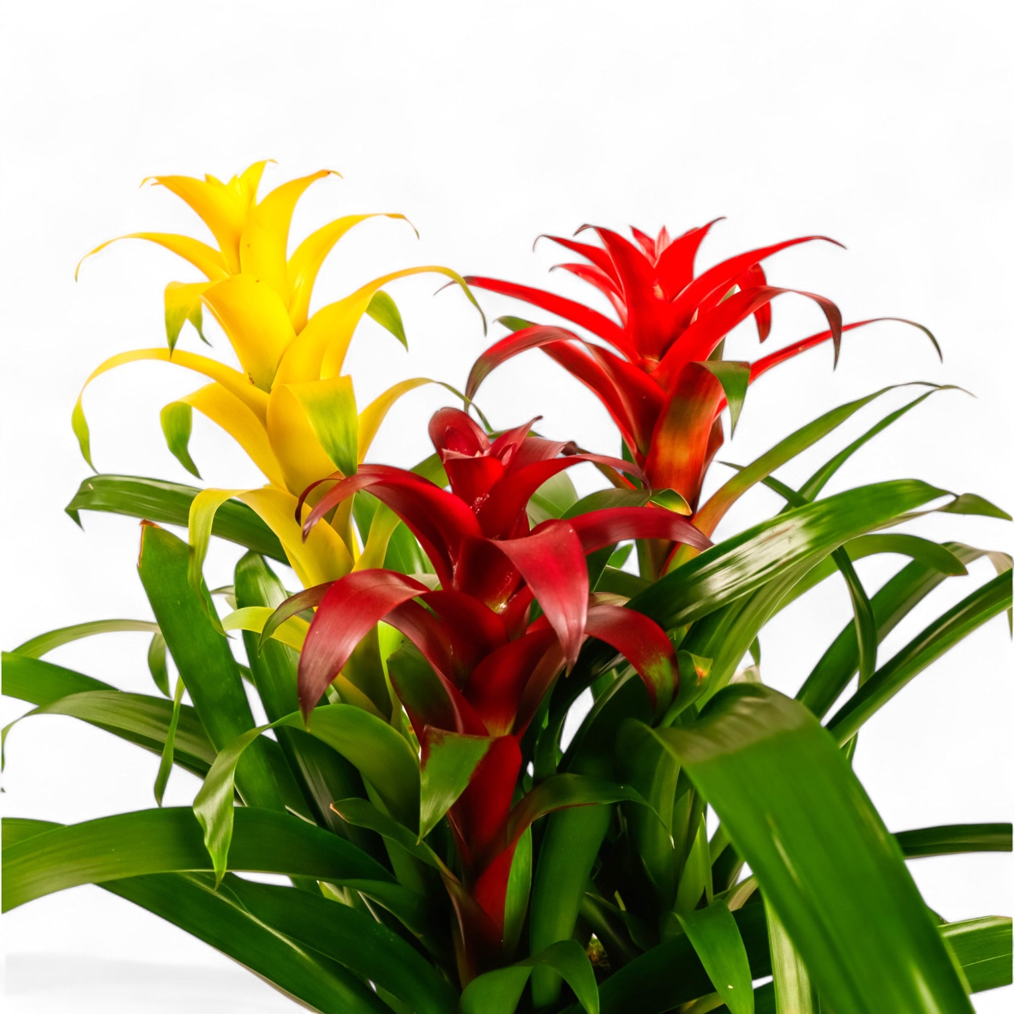 Deluxe Bromeliad Planting - Green Fresh Florals + Plants