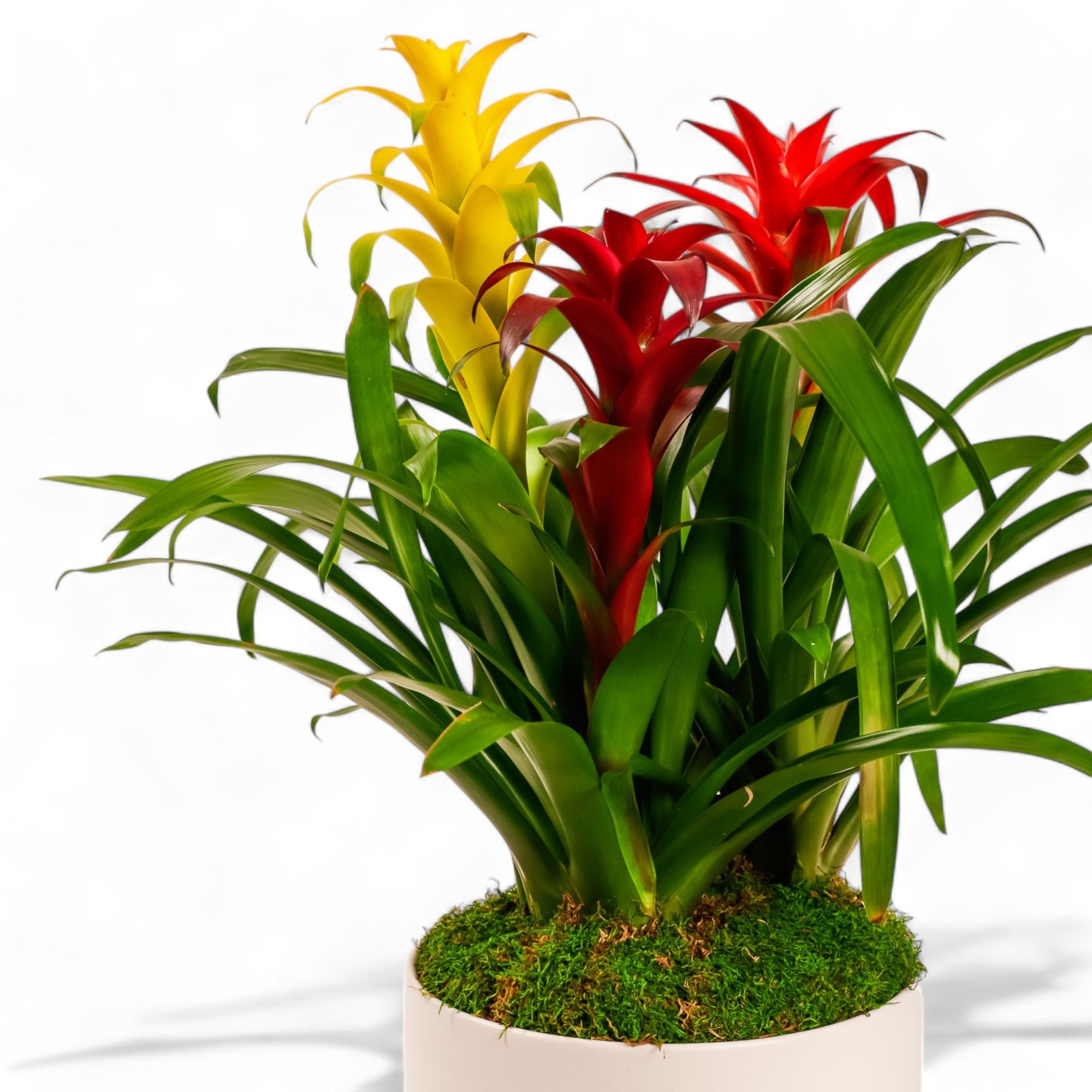 Deluxe Bromeliad Planting - Green Fresh Florals + Plants