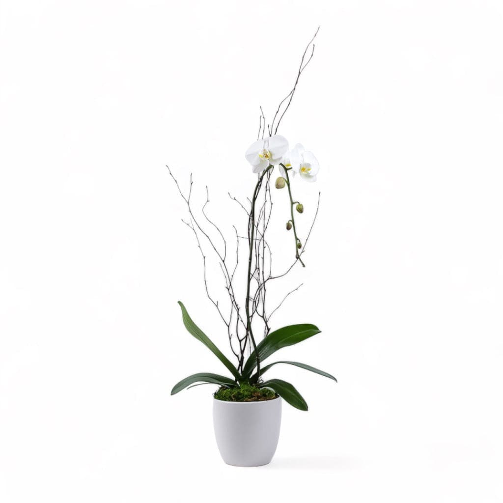 Designer Orchid Planting - Green Fresh Florals + Plants