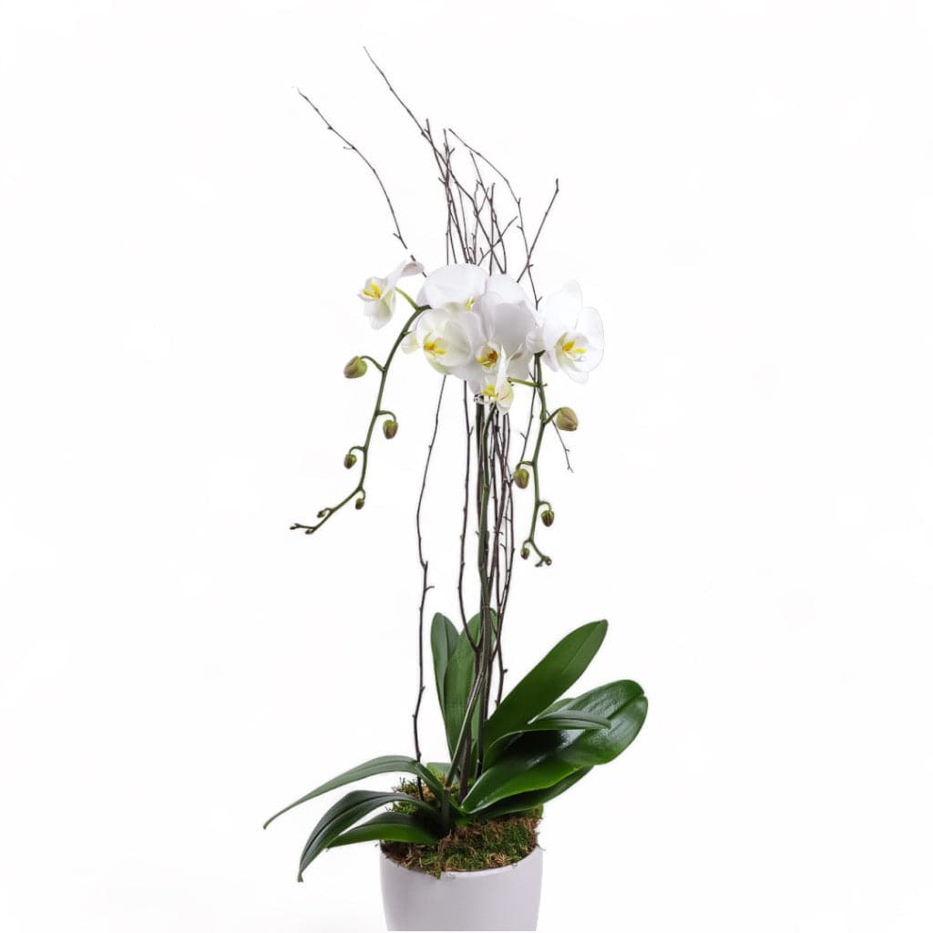 Designer Orchid Planting - Green Fresh Florals + Plants