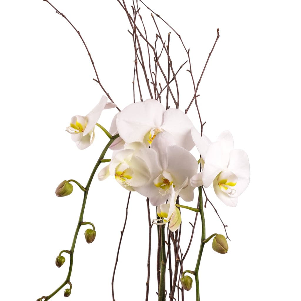 Designer Orchid Planting - Green Fresh Florals + Plants