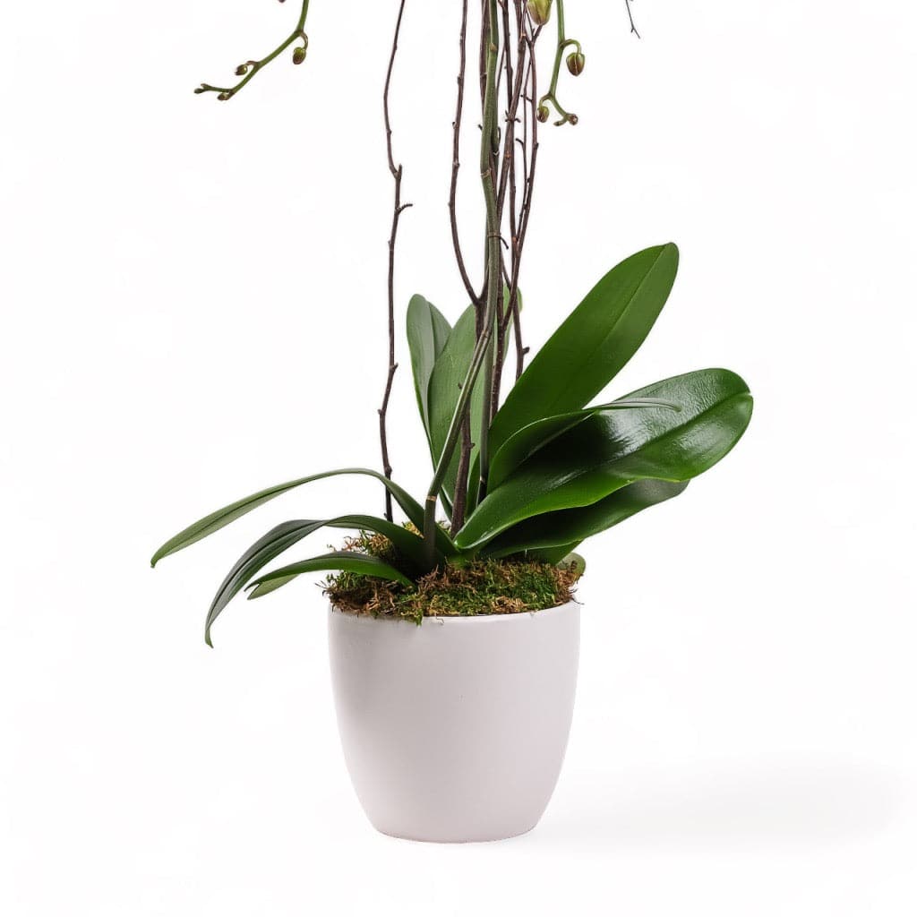 Designer Orchid Planting - Green Fresh Florals + Plants