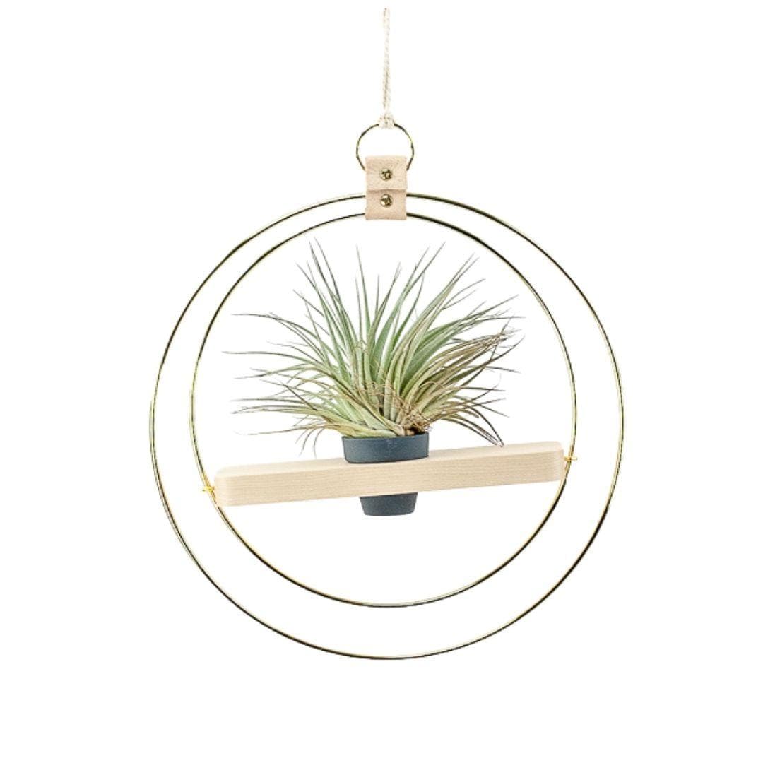 Double Ring Plant Shelf Hanger - Green Fresh Florals + Plants