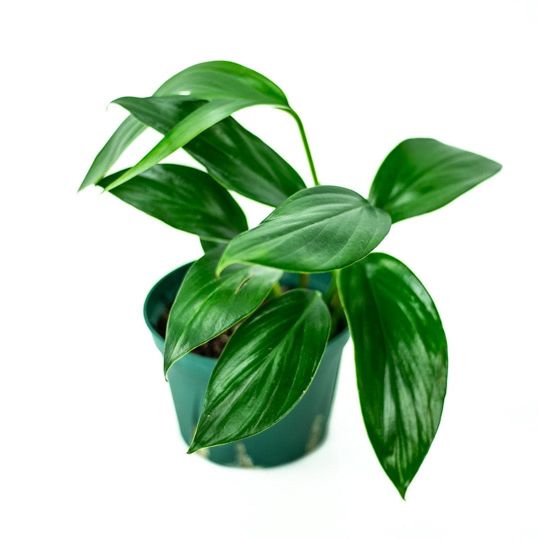 Dragon's Tail Philodendron - Green Fresh Florals + Plants