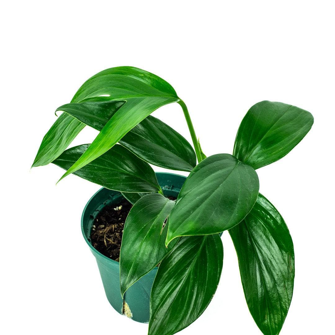 Dragon's Tail Philodendron - Green Fresh Florals + Plants