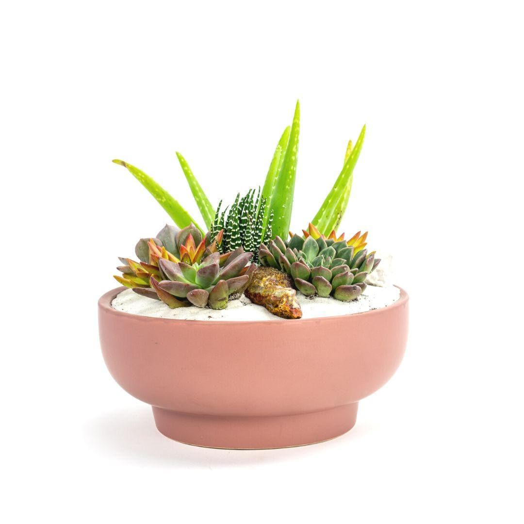 Dusty Rose Crystal Succulent Garden - Green Fresh Florals + Plants