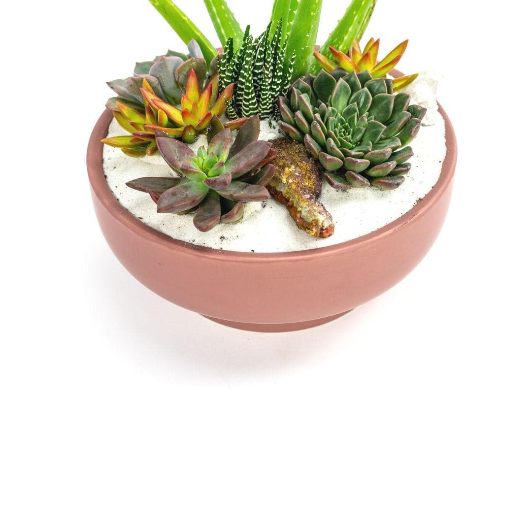 Dusty Rose Crystal Succulent Garden - Green Fresh Florals + Plants