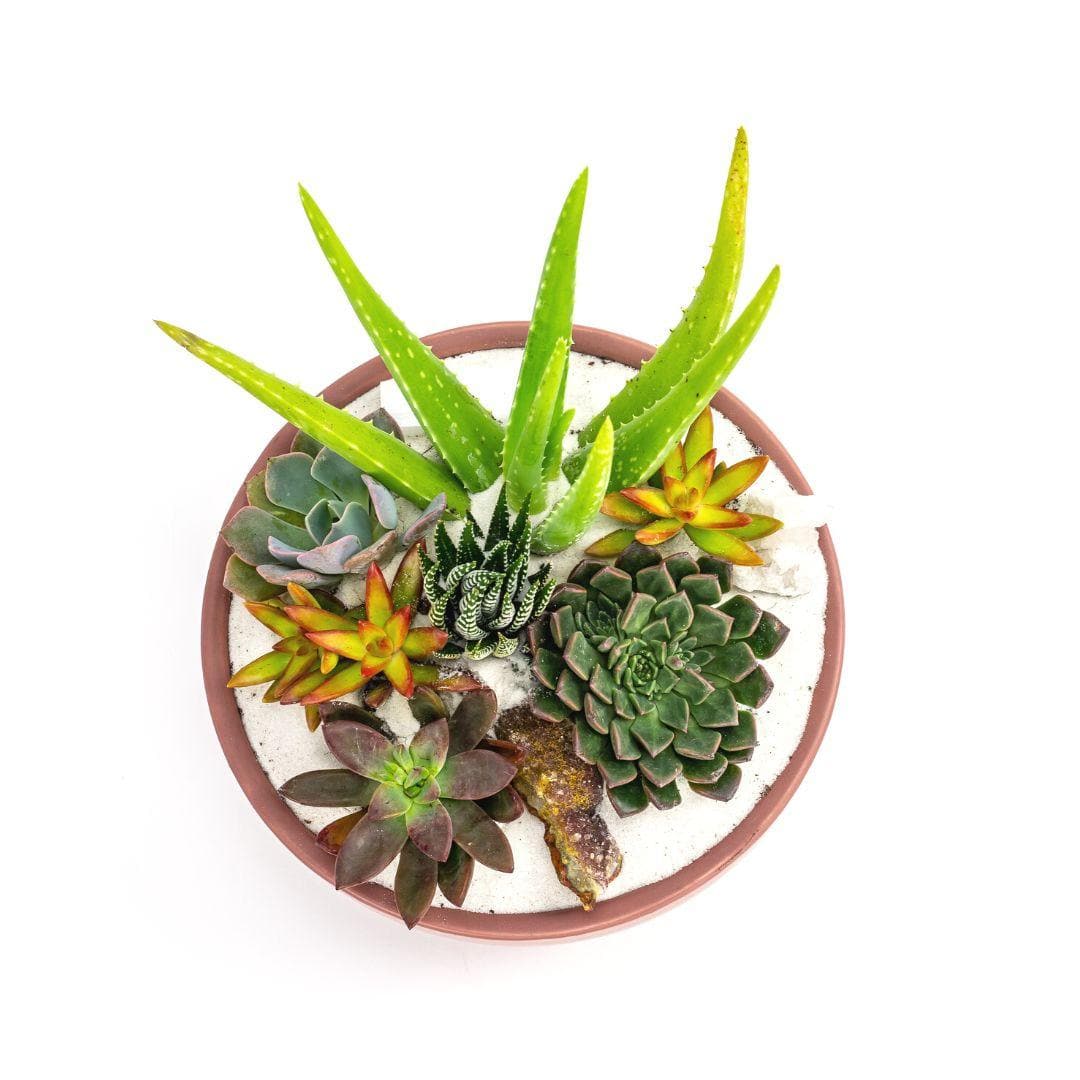 Dusty Rose Crystal Succulent Garden - Green Fresh Florals + Plants