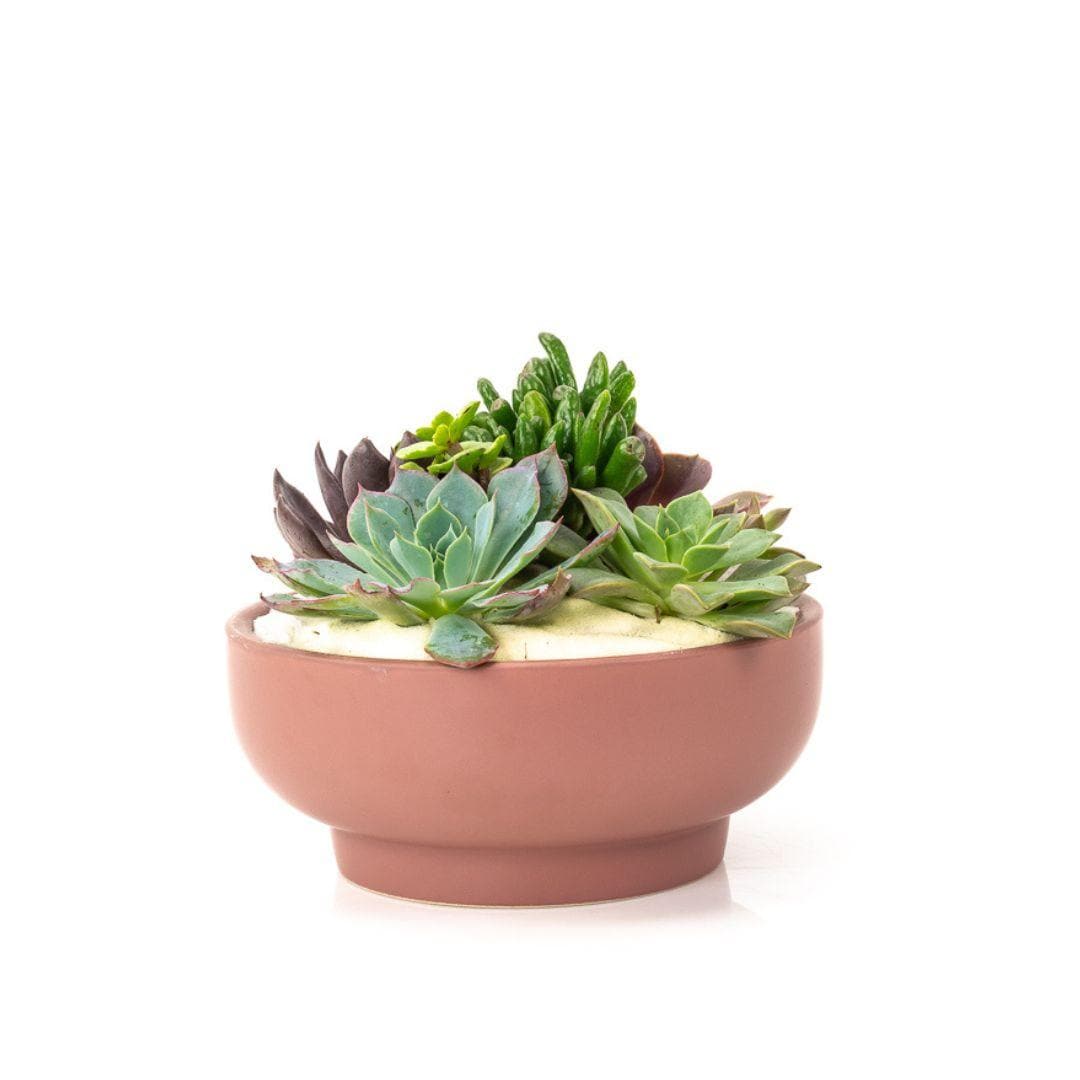 Dusty Rose Crystal Succulent Garden - Green Fresh Florals + Plants