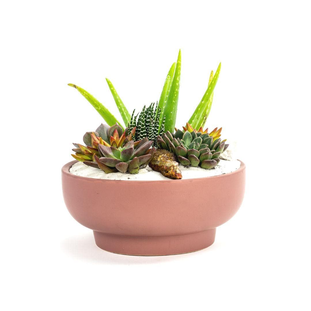 Dusty Rose Crystal Succulent Garden - Green Fresh Florals + Plants