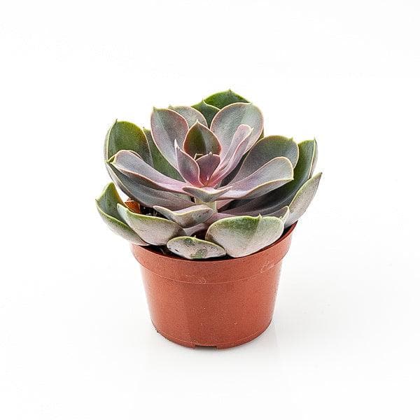 Echeveria Perle Von Nurnberg - Green Fresh Florals + Plants