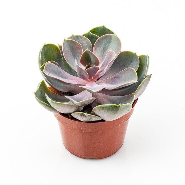 Echeveria Perle Von Nurnberg - Green Fresh Florals + Plants