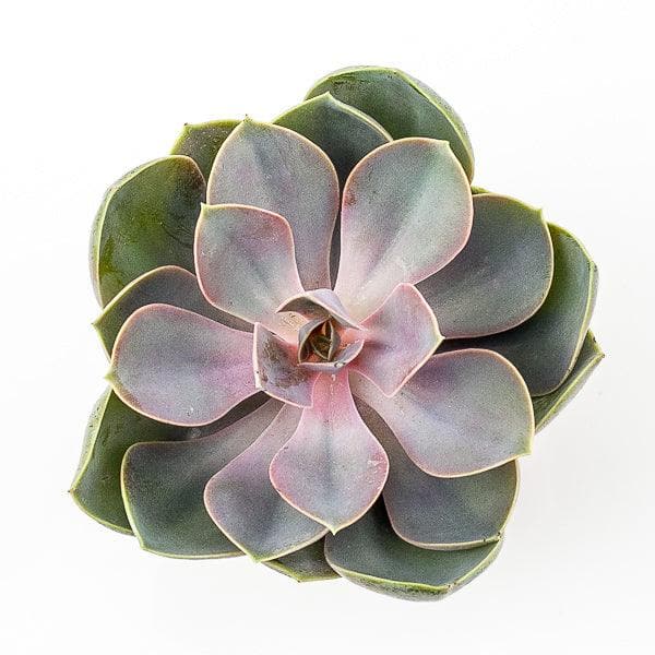 Echeveria Perle Von Nurnberg - Green Fresh Florals + Plants