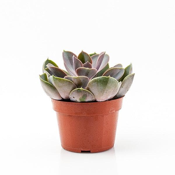 Echeveria Perle Von Nurnberg - Green Fresh Florals + Plants