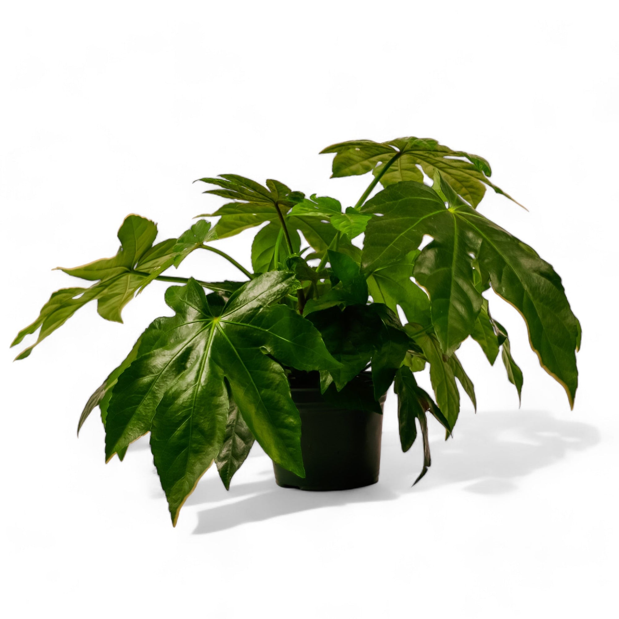 Fatsia Paper Plant - Green Fresh Florals + Plants