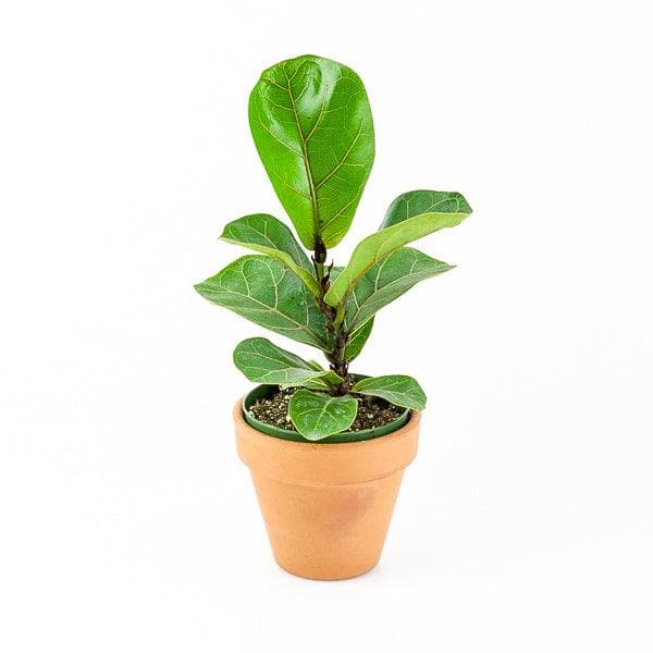 Fiddle Leaf Fig - Green Fresh Florals + Plants