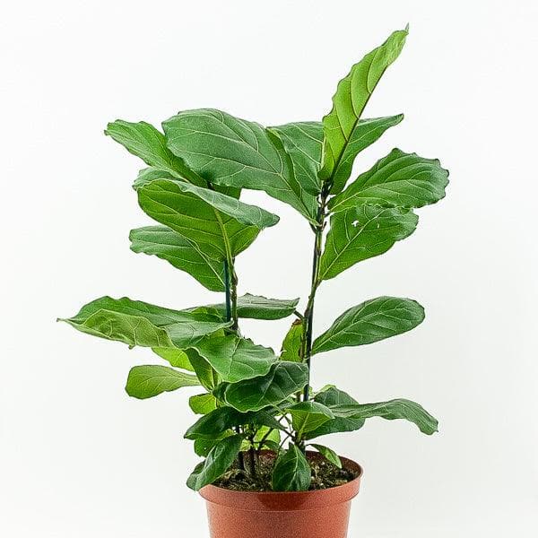 Fiddle Leaf Fig - Green Fresh Florals + Plants