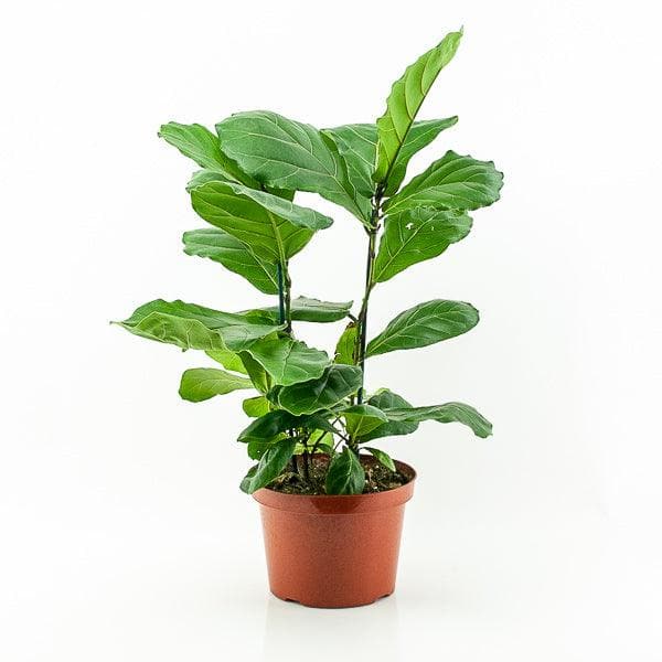 Fiddle Leaf Fig - Green Fresh Florals + Plants