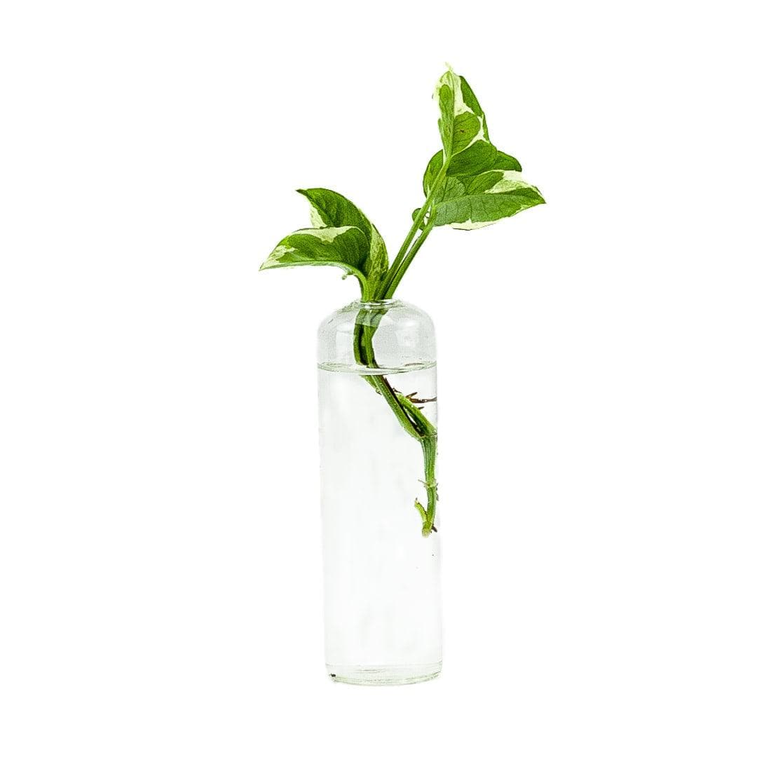 Flask Propagation Vase - Green Fresh Florals + Plants